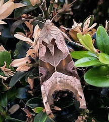 Phlogophora meticulosa