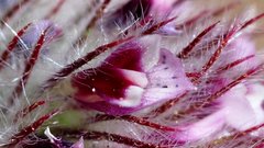 Trifolium albopurpureum