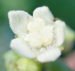 Zehneria scabra