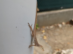 Anolis terraealtae