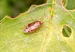 Deraeocoris flavilinea