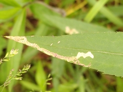 Phytomyza virgaureae