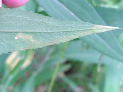 Phytomyza virgaureae