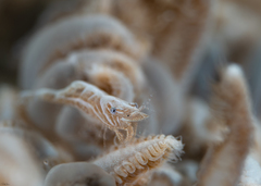 Hippolyte commensalis