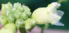 Zehneria scabra