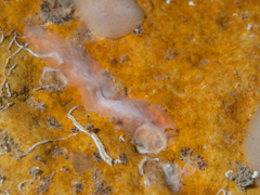 Leptoplana tremellaris