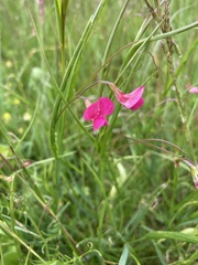 Lathyrus nissolia