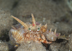 Dardanus pedunculatus