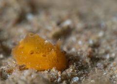 Sclerodoris tuberculata