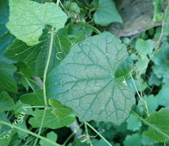 Zehneria scabra