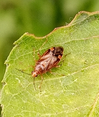 Deraeocoris flavilinea