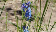 Delphinium parryi