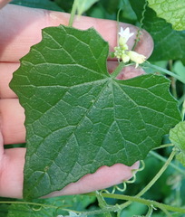 Zehneria scabra