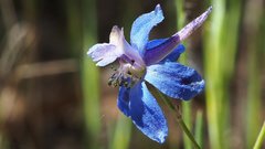Delphinium parryi