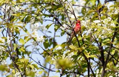 Carpodacus erythrinus grebnitskii