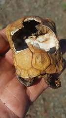 Chersobius boulengeri