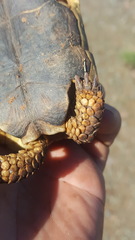 Chersobius boulengeri