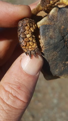 Chersobius boulengeri