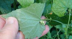 Zehneria scabra