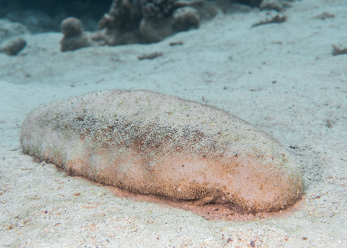 Photo of White teatfish (Holothuria fuscogilva)