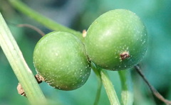 Zehneria scabra