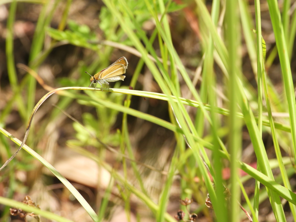 Southern Skipperling from Hillsdale, Mobile, AL 36608, USA on May 31