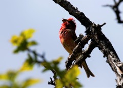 Carpodacus erythrinus grebnitskii