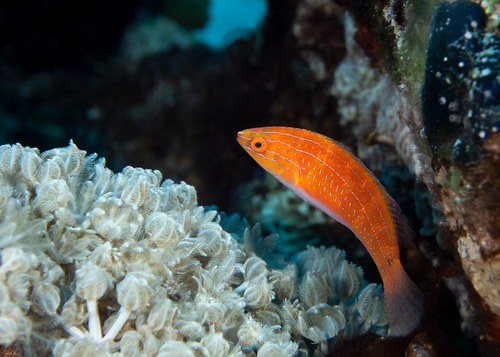 Photo of Redfin Wrasse (Cirrhilabrus rubriventralis)