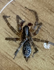 Textrix caudata