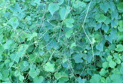 Zehneria scabra