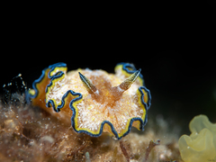 Glossodoris andersonae