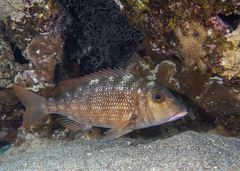Lethrinus obsoletus