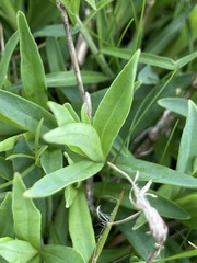 Dianthus superbus