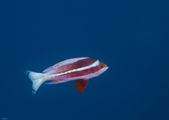 Pseudanthias taeniatus