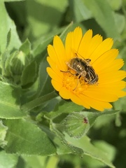 Eristalinus sepulchralis
