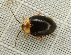 Sacodes thoracica
