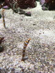 Gorgasia