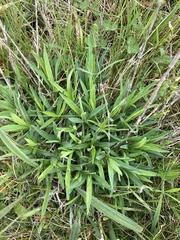 Dianthus superbus