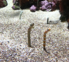 Gorgasia