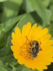 Eristalinus sepulchralis