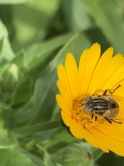 Eristalinus sepulchralis