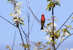 Carpodacus erythrinus grebnitskii