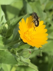 Eristalinus sepulchralis