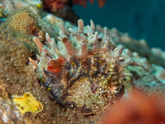 Spondylus versicolor