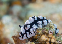 Phyllidiopsis sinaiensis