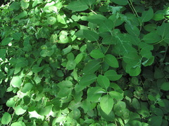 Lonicera caprifolium