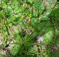 Plantago lanceolata