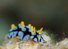 Phyllidia rueppelii