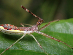 Epidaus sexspinus