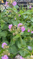 Mirabilis nyctaginea